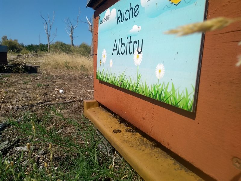 La ruche Albitru