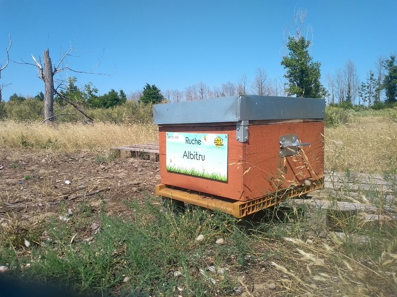 La ruche Albitru