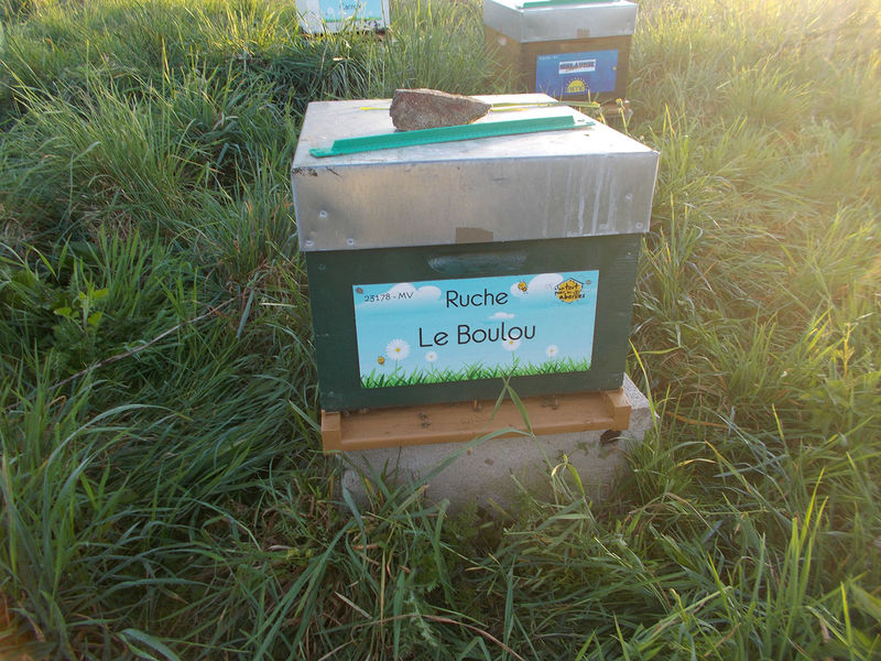La ruche Le Boulou