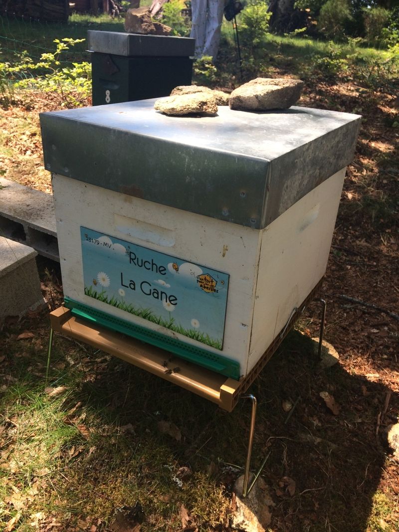 La ruche La Gane