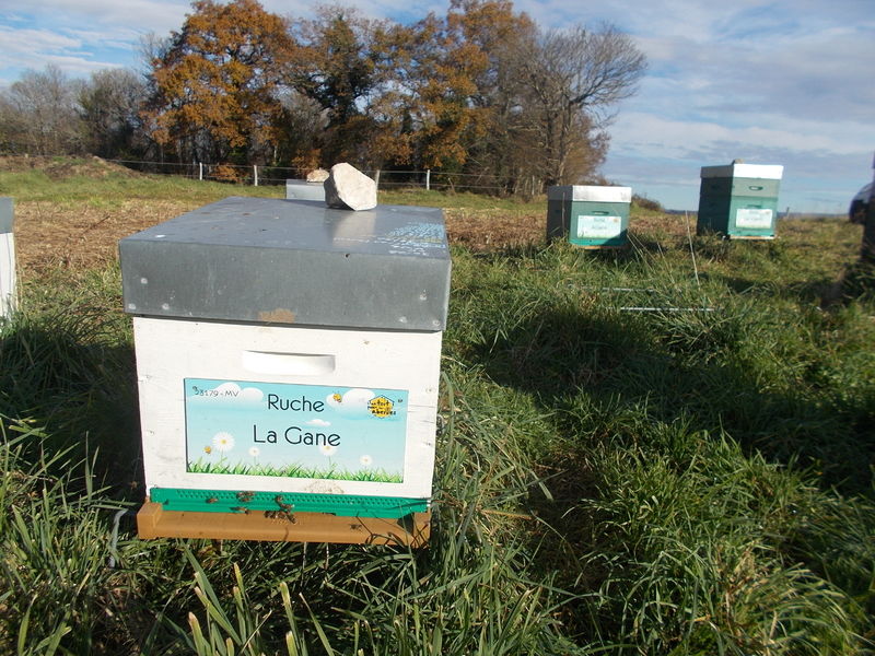 La ruche La Gane