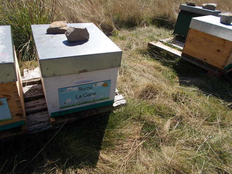 La ruche La Gane