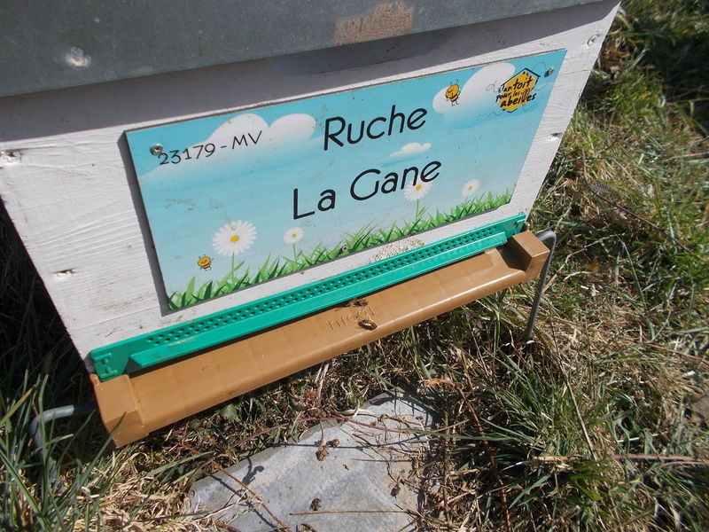 La ruche
