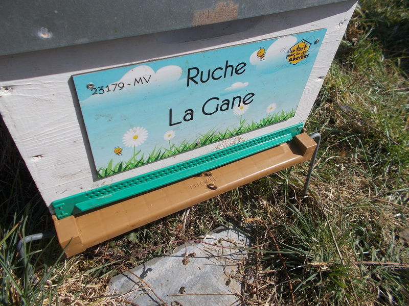 La ruche 