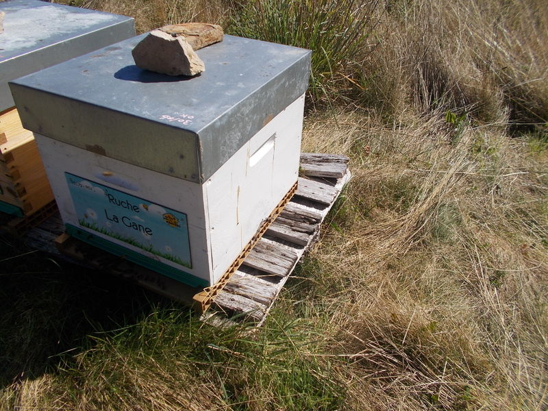 La ruche La Gane