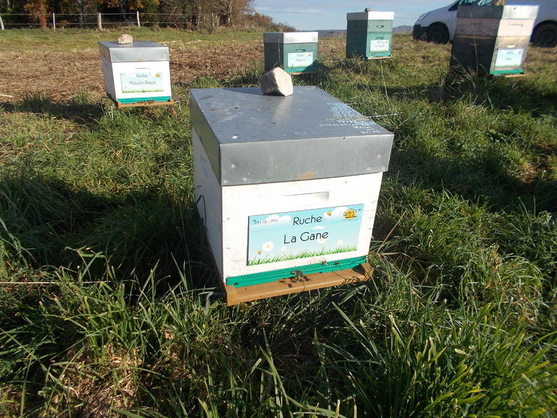 La ruche La Gane