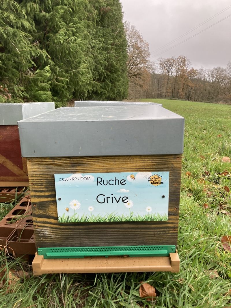La ruche Grive