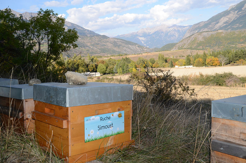 La ruche Simoust