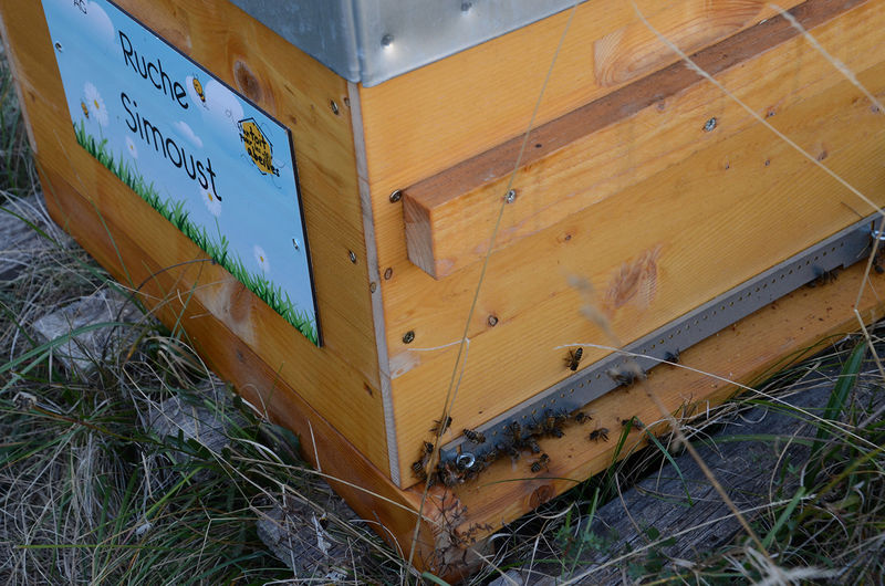 La ruche Simoust