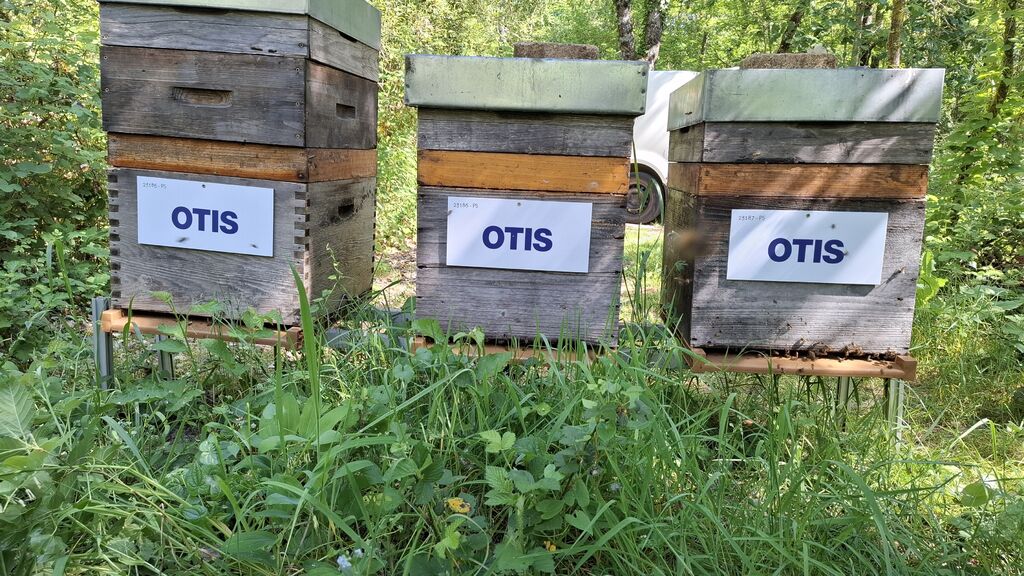 La ruche OTIS