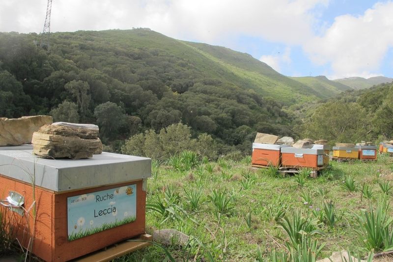 La ruche Leccia