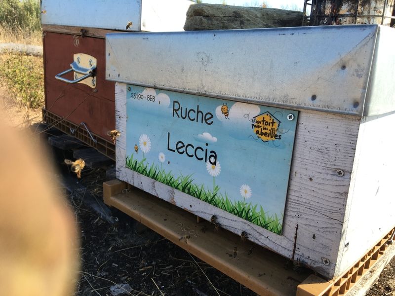 La ruche Leccia