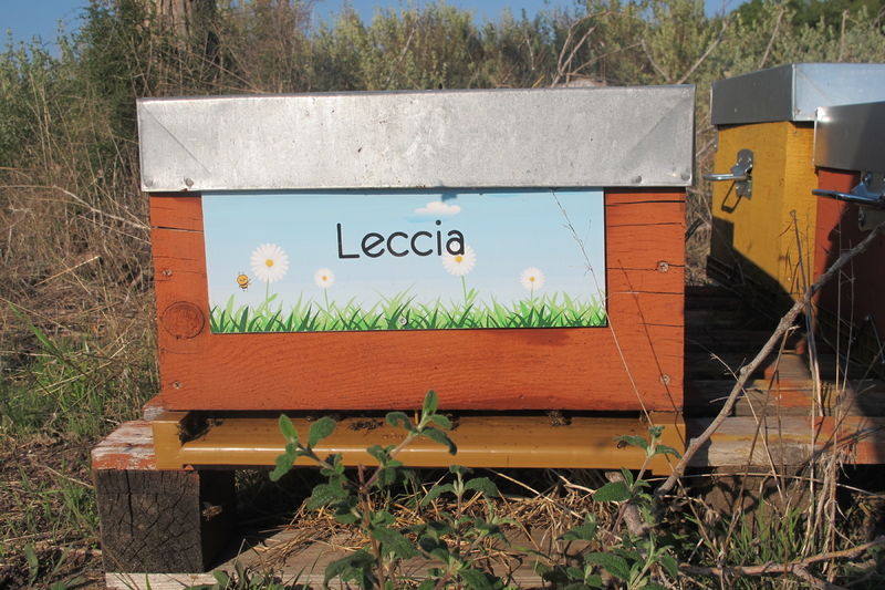 La ruche Leccia