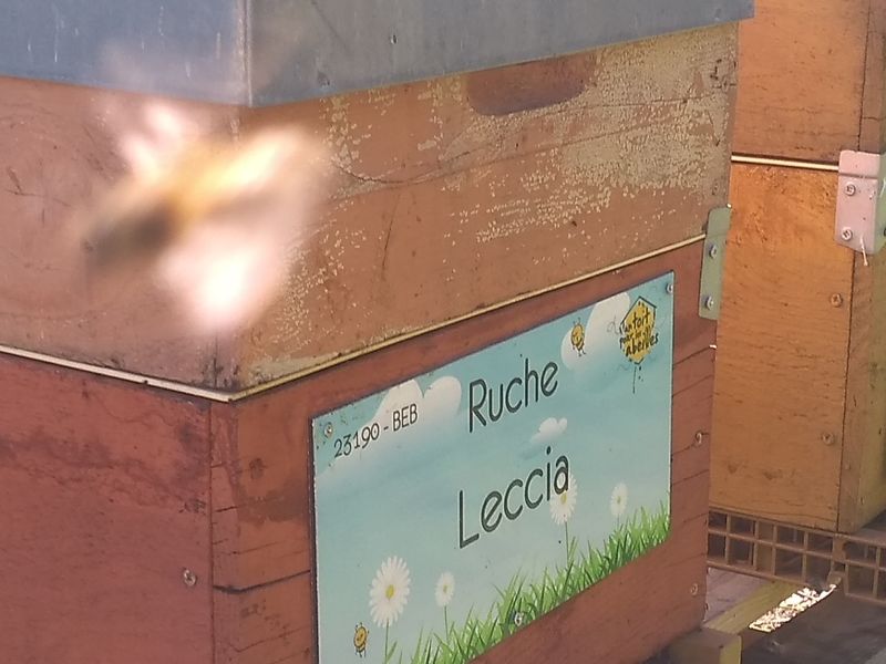 La ruche Leccia