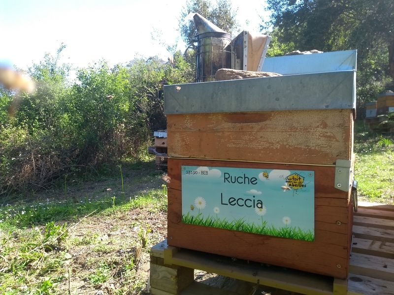 La ruche Leccia