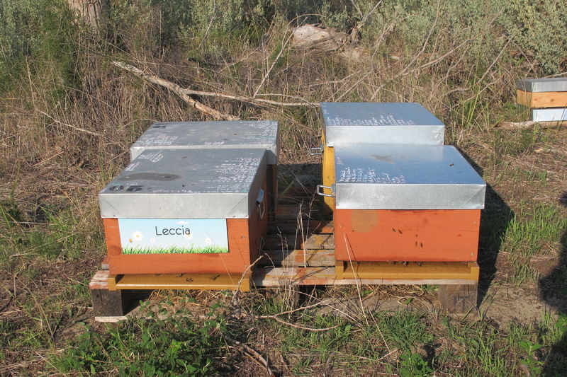 La ruche Leccia