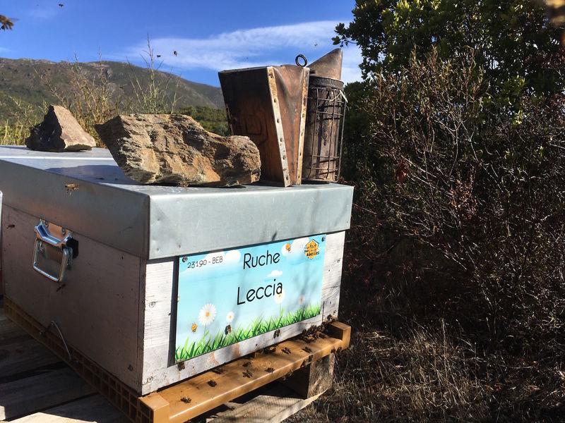 La ruche Leccia