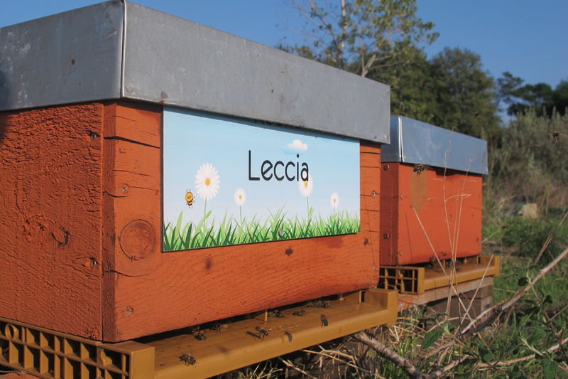 La ruche Leccia