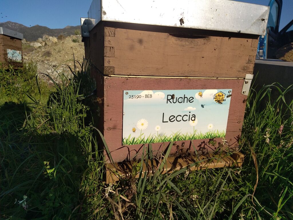 La ruche Leccia