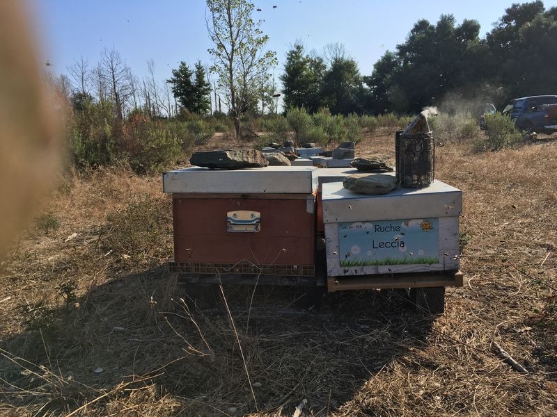 La ruche Leccia