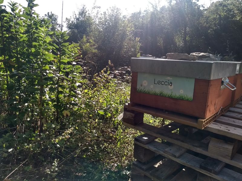 La ruche Leccia