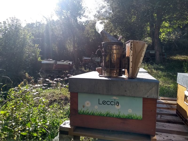 La ruche Leccia