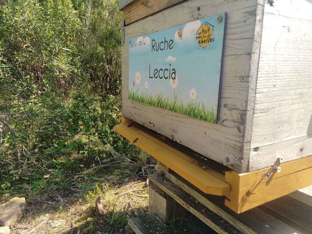 La ruche Leccia