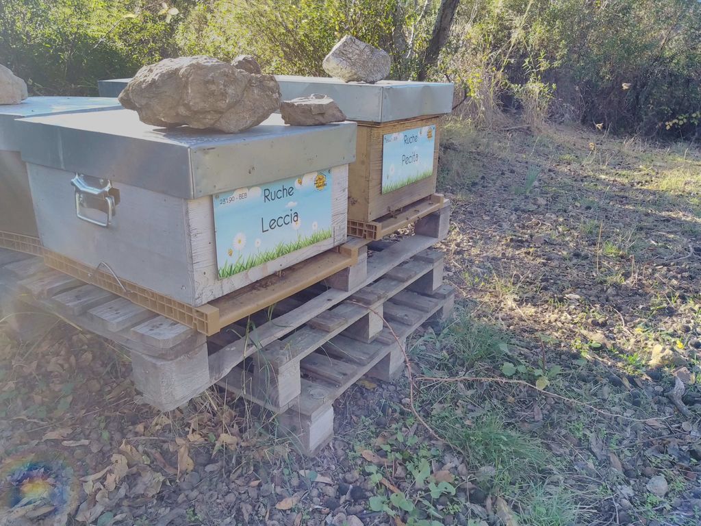 La ruche Leccia