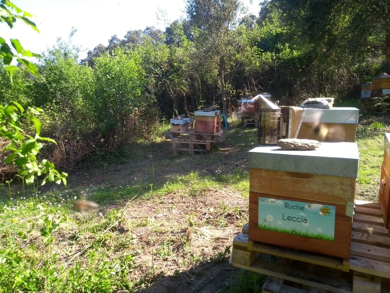 La ruche Leccia