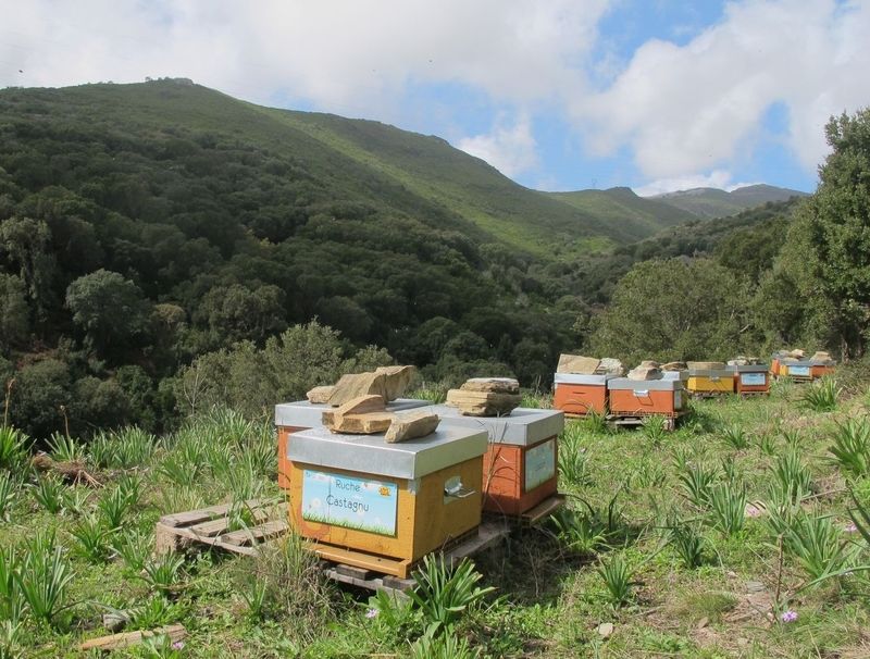 La ruche Castagnu