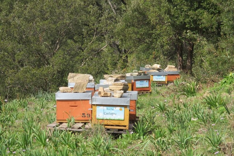 La ruche Castagnu