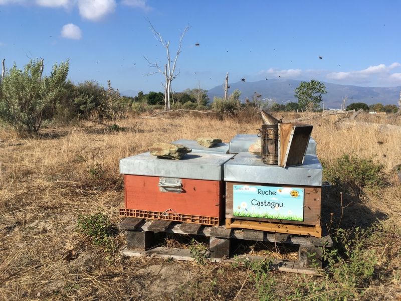 La ruche Castagnu