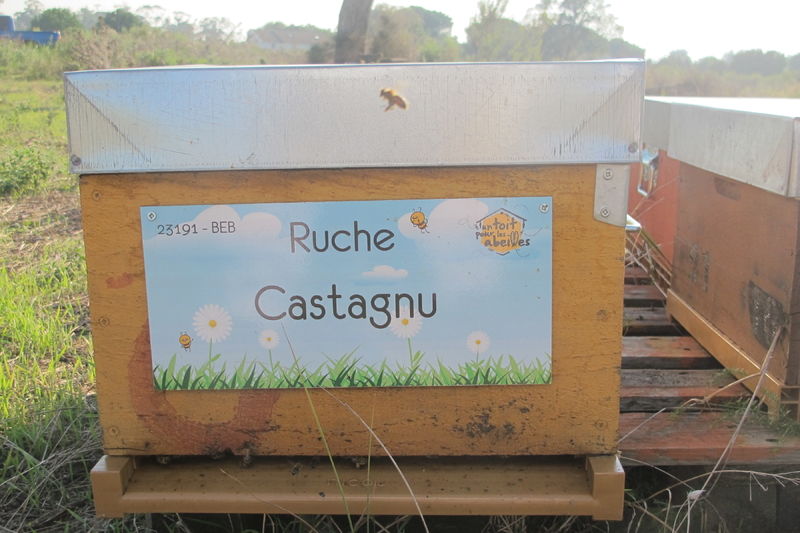 La ruche Castagnu