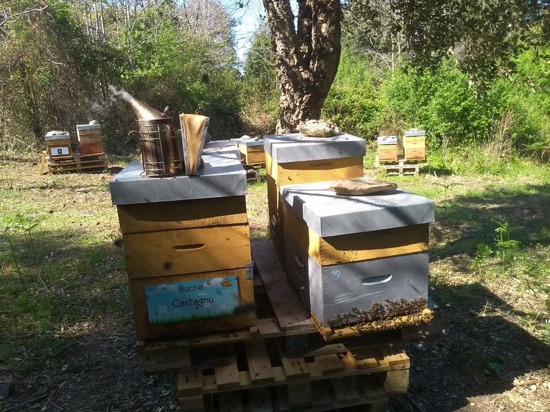 La ruche Castagnu