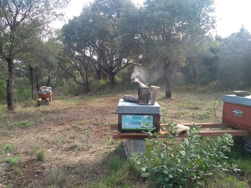 La ruche Castagnu