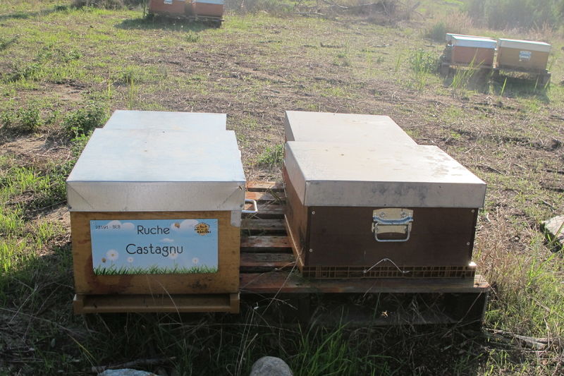 La ruche Castagnu