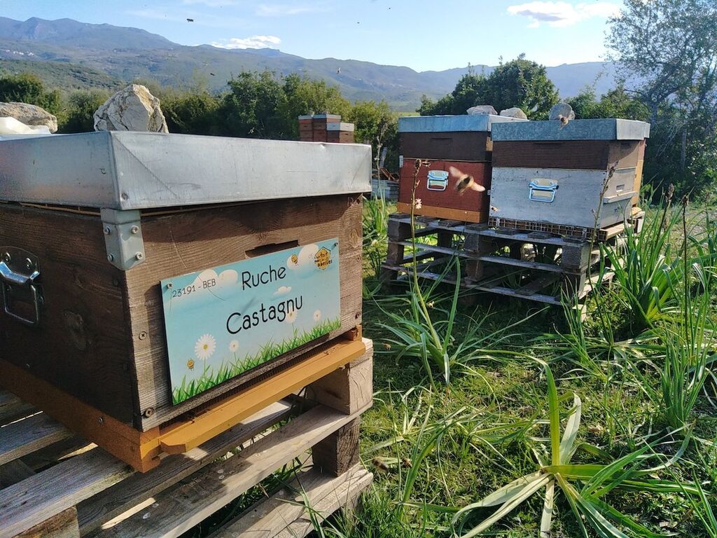 La ruche Castagnu