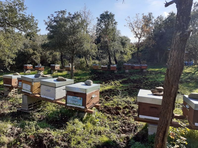 La ruche Castagnu