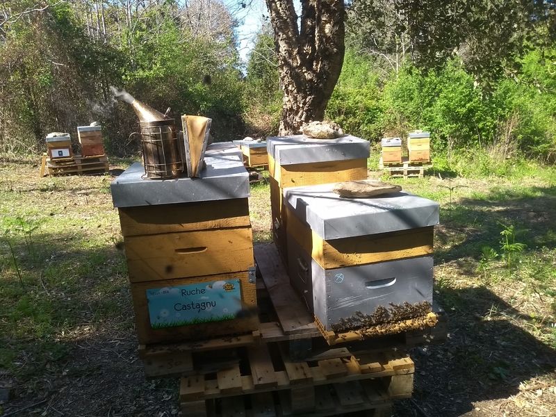 La ruche Castagnu