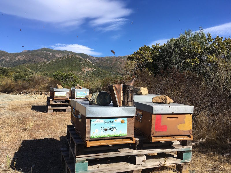 La ruche Castagnu