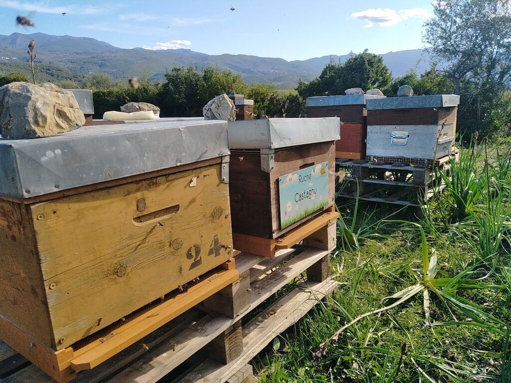La ruche Castagnu