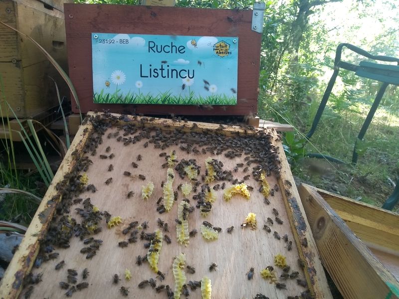 La ruche Listincu