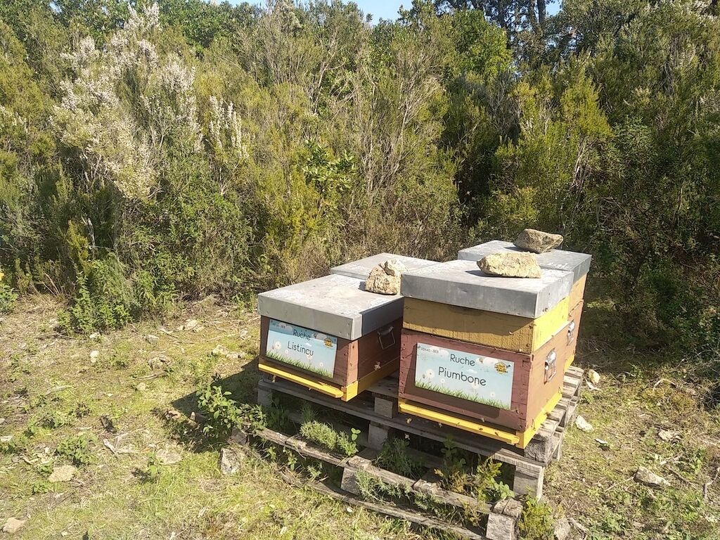 La ruche Listincu