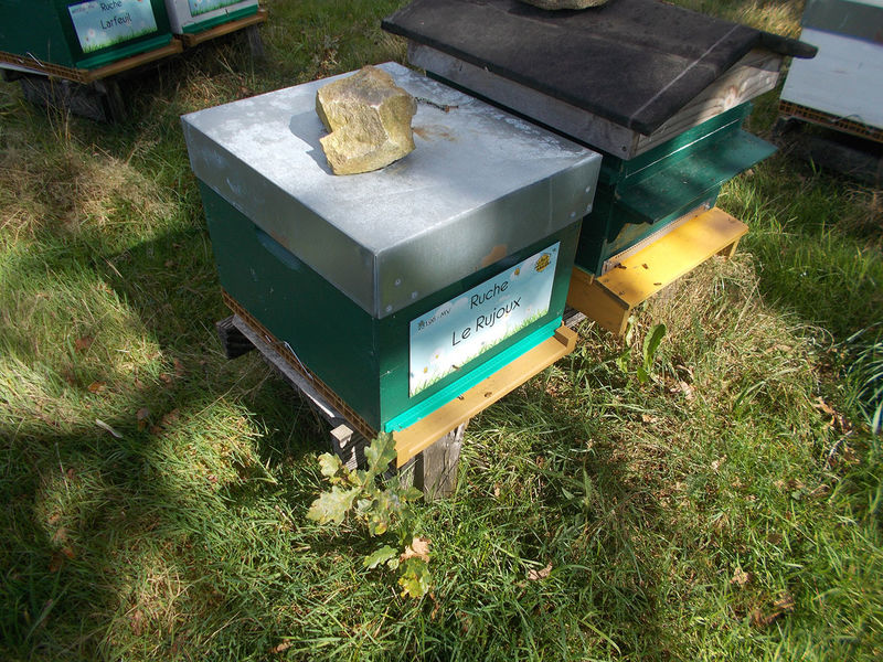 La ruche Le Rujoux