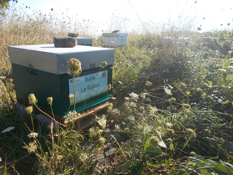 La ruche Le Rujoux