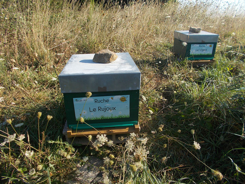 La ruche Le Rujoux