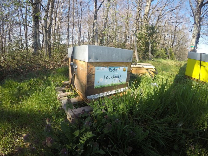 La ruche Lou clapas