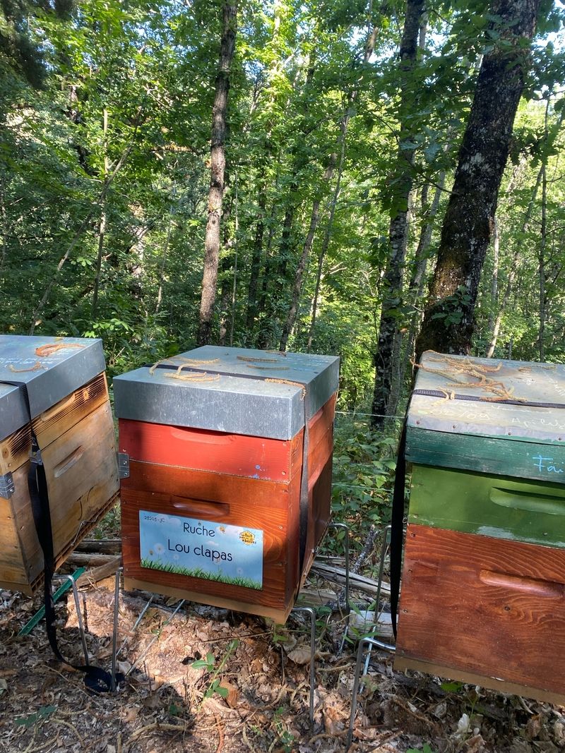 La ruche Lou clapas