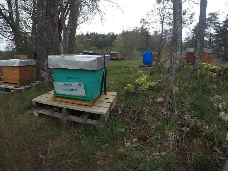 La ruche Lou clapas