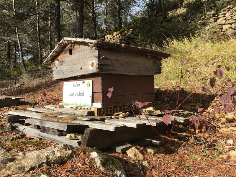La ruche Lou pichòt